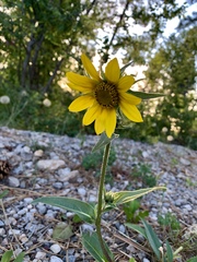 Helianthella