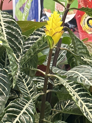Foto de Planta zebra