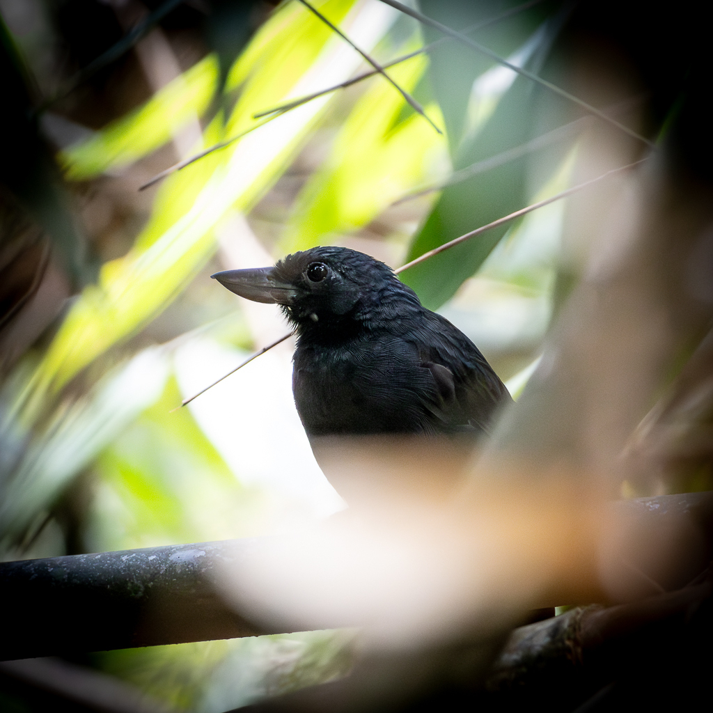 Rondonia Bushbird