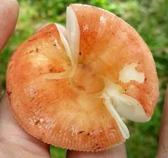 Russula flavisiccans