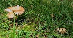 Russula flavisiccans