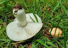 Russula flavisiccans