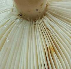 Russula flavisiccans