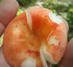 Russula flavisiccans
