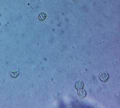 Russula flavisiccans