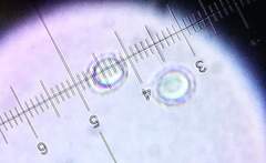 Russula flavisiccans