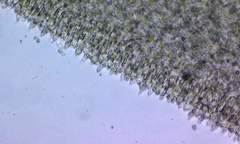 Russula flavisiccans