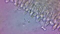 Russula flavisiccans