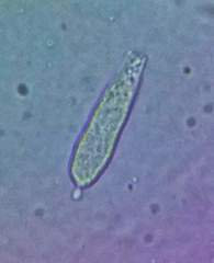 Russula flavisiccans