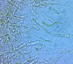 Russula flavisiccans