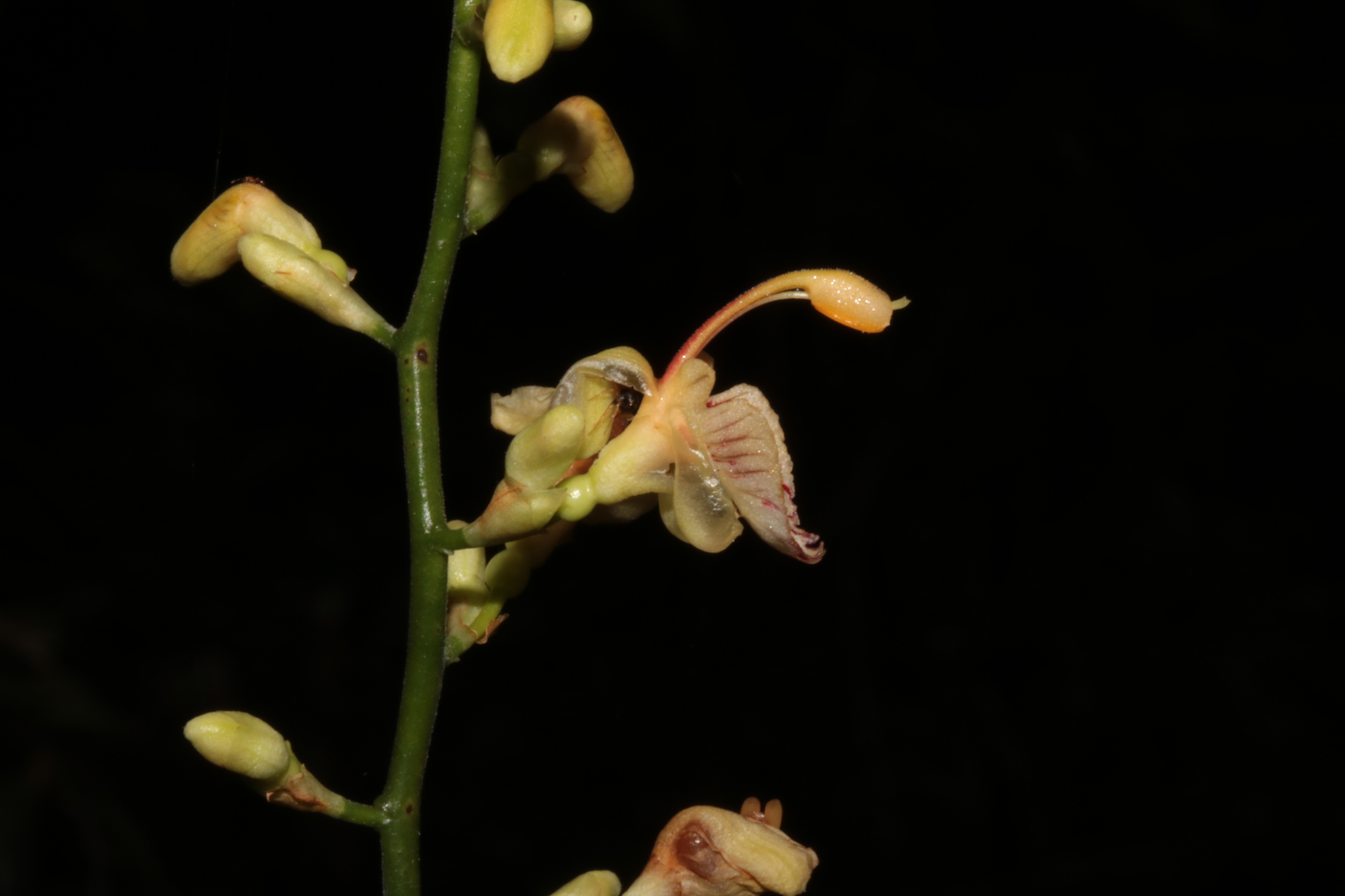 Alpinia conchigera Griff.