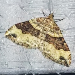 Xanthorhoe defensaria