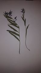 Mertensia lanceolata