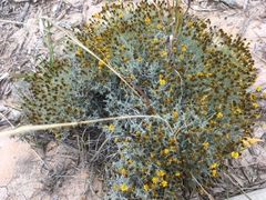 Thymophylla setifolia greggii