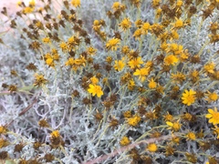 Thymophylla setifolia greggii