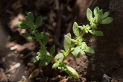 Hairy Rupturewort (Herniaria hirsuta)
