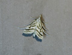 Leptosteges parthenialis