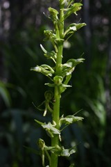 Platanthera sparsiflora