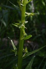 Platanthera sparsiflora
