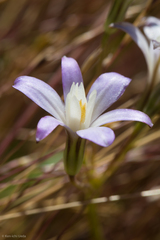 Brodiaea pallida