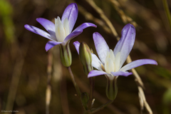 Brodiaea pallida