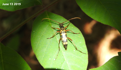 Leptura annularis