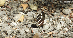 Neptis pryeri
