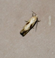 Eugnosta bimaculana