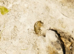 Traskorchestia traskiana