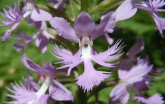 Platanthera grandiflora
