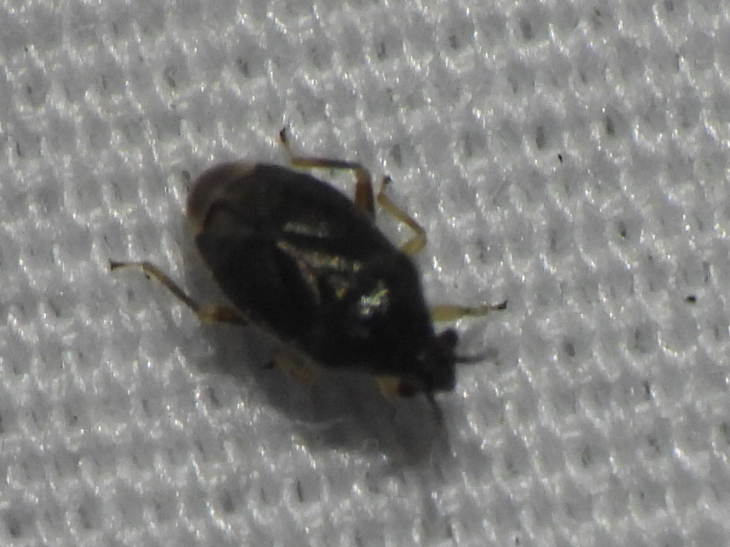 Sixeonotus areolatus