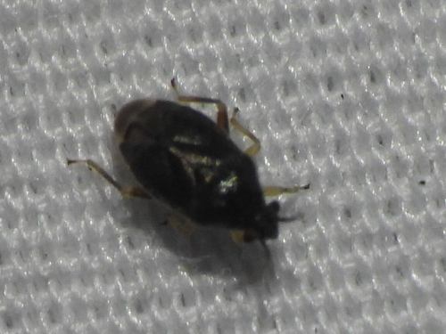 Sixeonotus areolatus
