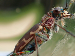 Cicindela repanda repanda