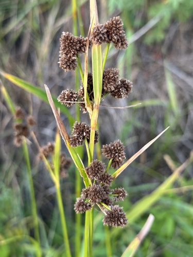 Scirpus pallidus