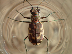 Cicindela repanda repanda