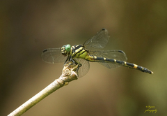 Orientogomphus indicus
