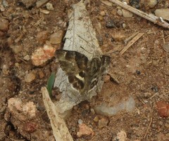 Gomalia elma albofasciata