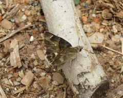 Gomalia elma albofasciata