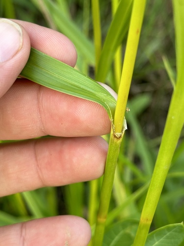 Image of Scirpus pallidus by no rights reserved