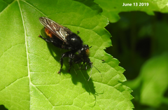 Laphria mitsukurii