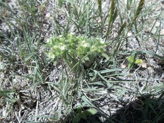 Cryptantha crassisepala elachantha