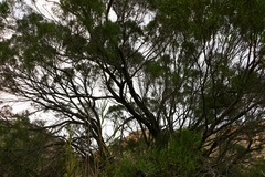 Euclea linearis