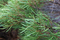 Euclea linearis