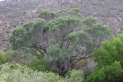 Euclea linearis