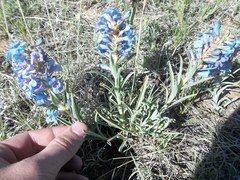 Penstemon angustifolius