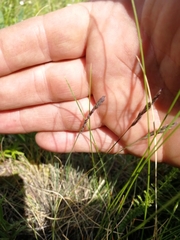 Festuca ovina