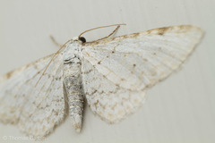 Eupithecia cretaceata