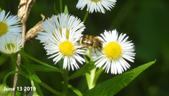 Lasiotrichius succinctus