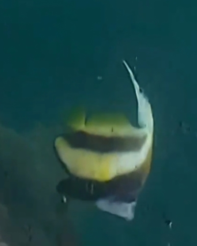 Red Sea Bannerfish