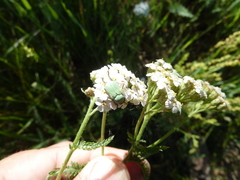 Hoplia parvula